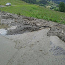 goldeggweng.jpg