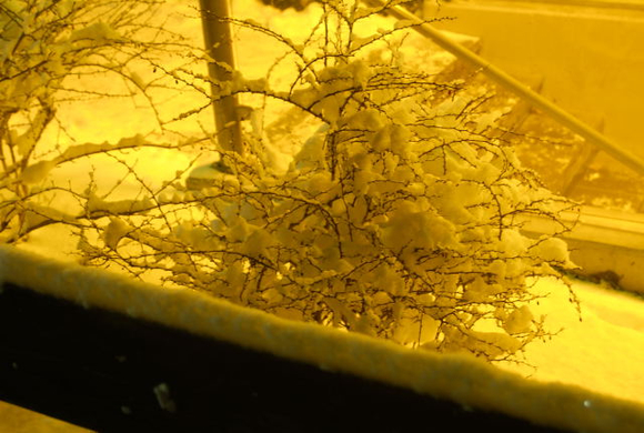 _DSC05300004_JPG-1267961543