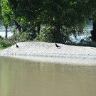 05062013hochwasserlinzat02011aktivnews031.JPG