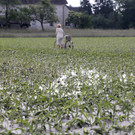 ABD0034-20130606.jpg