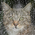 Die besten Tierbilder