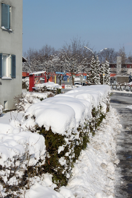 Lochau Winter Maerz 2010 _17__jpg-1267963623