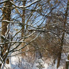 Lochau Winter Maerz 2010 _25__jpg-1267963765