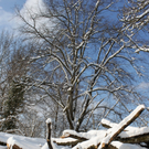 Lochau Winter Maerz 2010 _31__jpg-1267963885