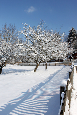 Lochau Winter Maerz 2010 _35__jpg-1267963967