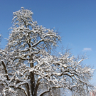 Lochau Winter Maerz 2010 _38__jpg-1267964027