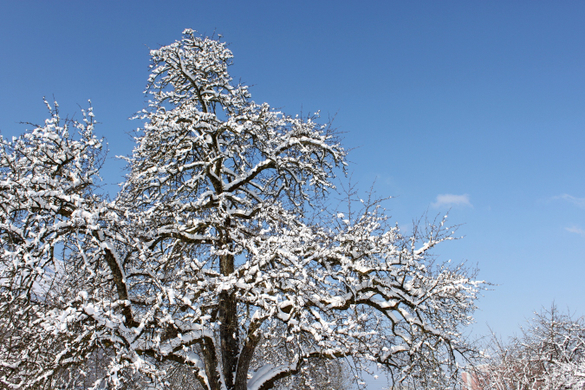 Lochau Winter Maerz 2010 _38__jpg-1267964027