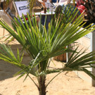 IMG_9211_JPG-1370616909