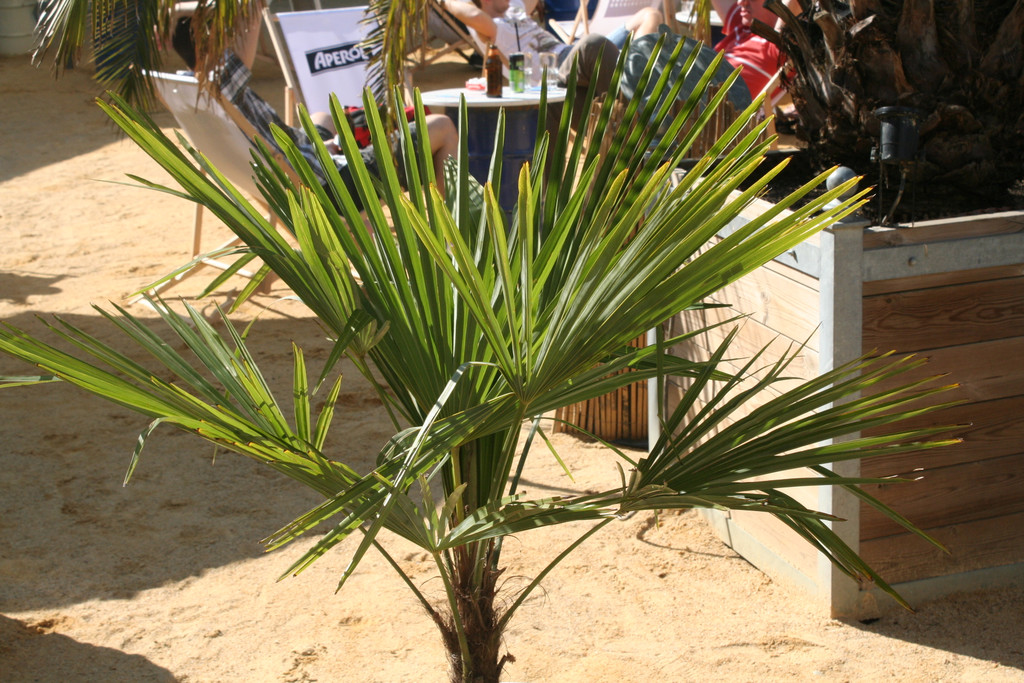 IMG_9211_JPG-1370616909