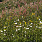 DSC06105.JPG
