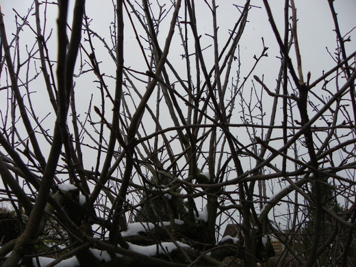 100_6534.jpg