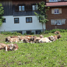 Schöne Wanderung zum Vorsäß Berg