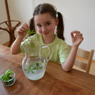 02 Gib den gewaschenen Waldmeister in den Krug mit Zitronenlimonade_JPG-1370719100