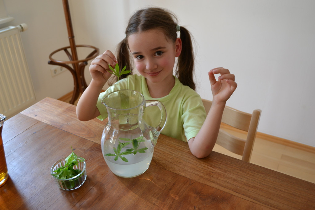 02 Gib den gewaschenen Waldmeister in den Krug mit Zitronenlimonade_JPG-1370719100