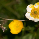 DSC02302 _Large_.JPG