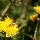 DSC02323 _Large_.JPG
