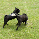 DSC08337.JPG