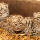 ZooSBG_Schneeleopaden_Nachwuchs2.jpg