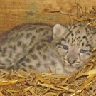 ZooSBG_Schneeleoparden_Nachwuchs1.jpg