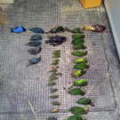 Vogelgrippe-Alarm am Flughafen Wien-Schwechat