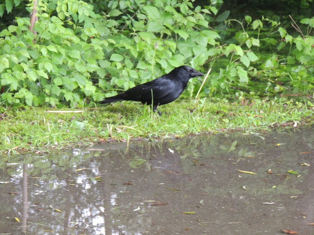 DSCN4659_JPG-1370993204