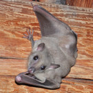 Nachwuchs bei den Nilflughund-Fledermäusen im Haus des Meeres