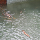 DSCN7178_JPG-1371079993