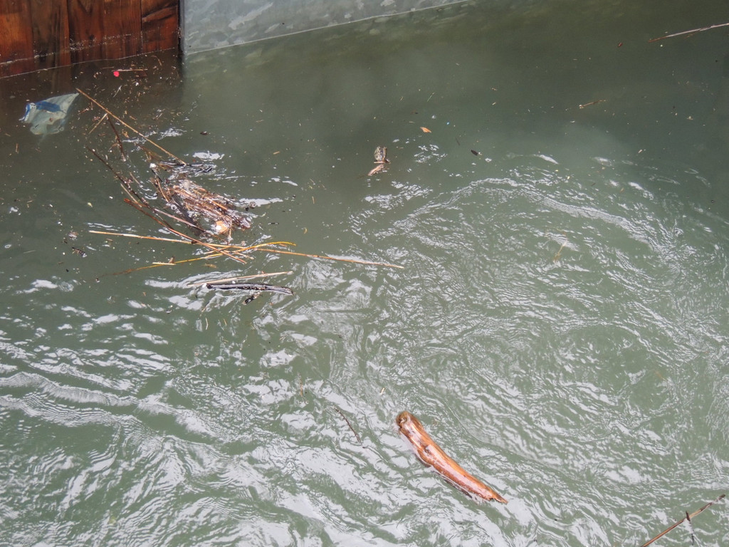 DSCN7178_JPG-1371079993