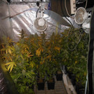 Cannabis-Plantage in Wien-Penzing