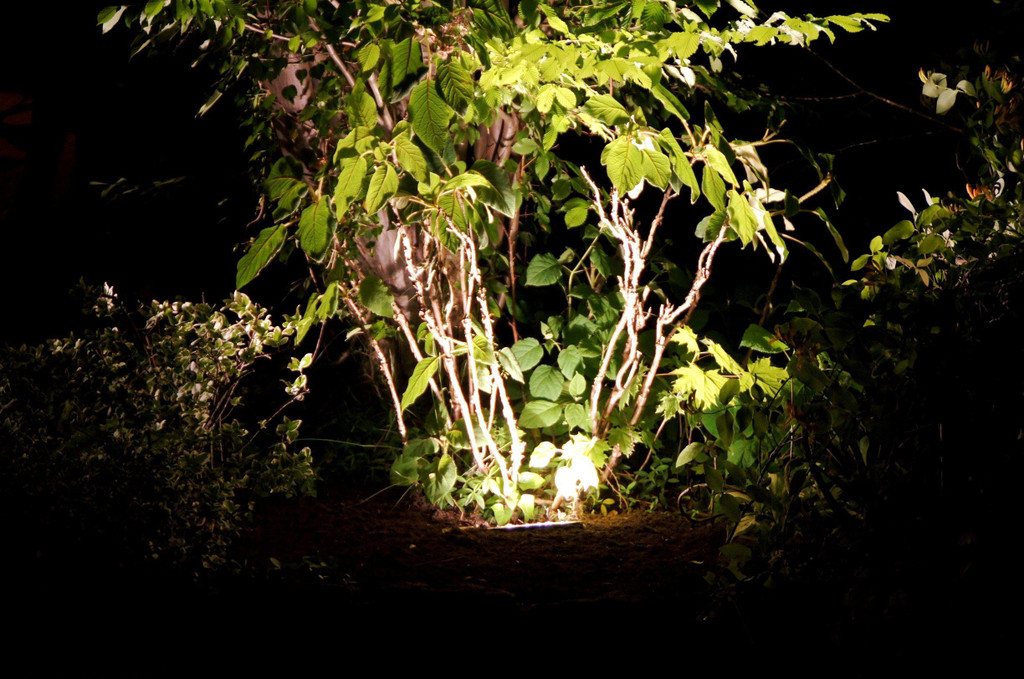 DSC08377.JPG