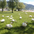 Schw__ne Seewiese 2013 _1__jpg-1371207596