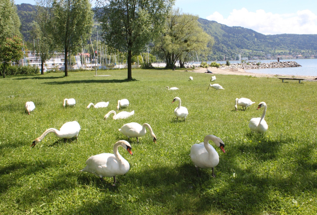 Schw__ne Seewiese 2013 _1__jpg-1371207596
