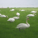Schw__ne Seewiese 2013 _31__jpg-1371207740