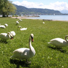 Schw__ne Seewiese 2013 _2__jpg-1371207607