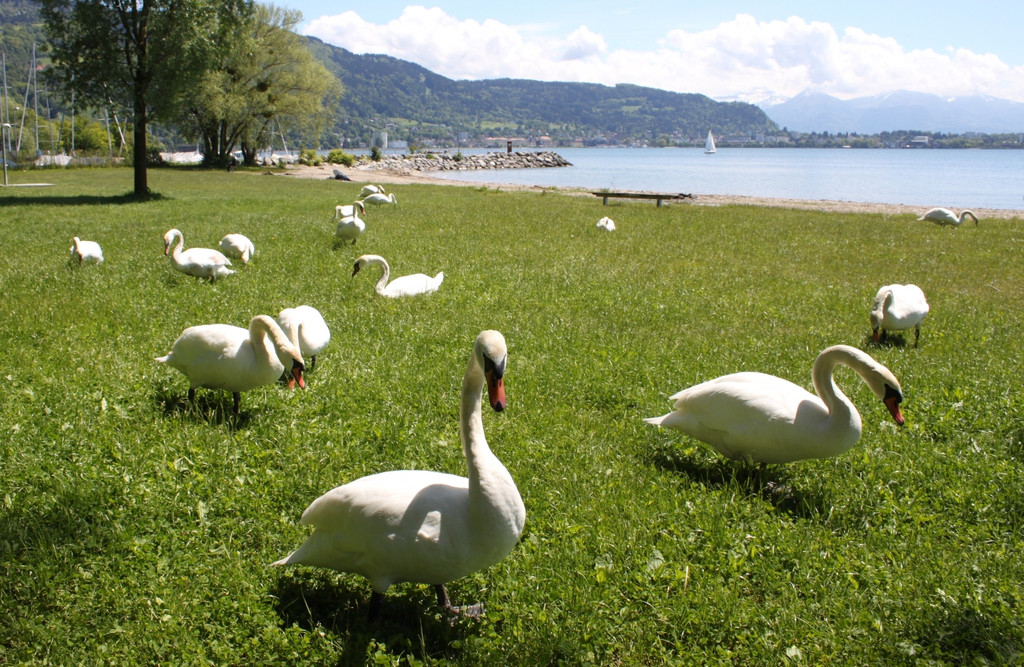 Schw__ne Seewiese 2013 _2__jpg-1371207607