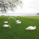 Schw__ne Seewiese 2013 _27__jpg-1371207720