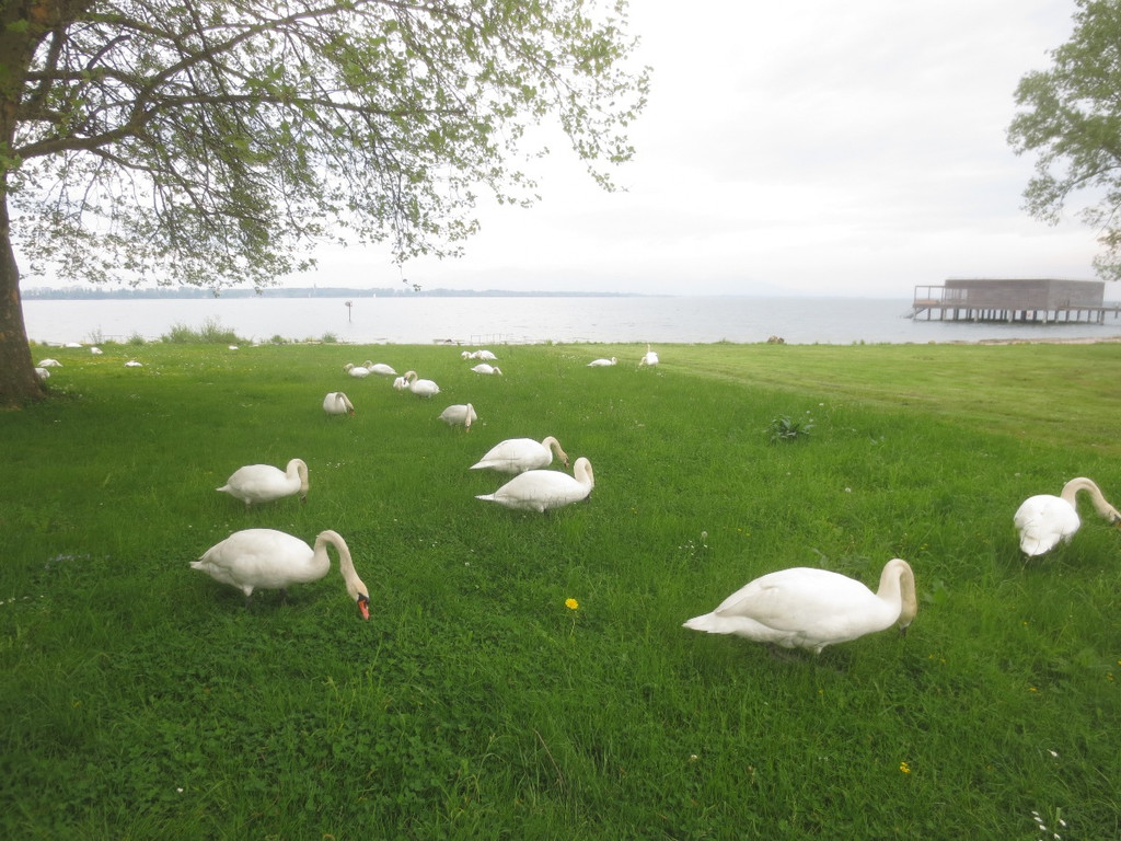 Schw__ne Seewiese 2013 _27__jpg-1371207720
