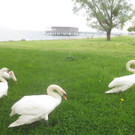Schw__ne Seewiese 2013 _32__jpg-1371207744