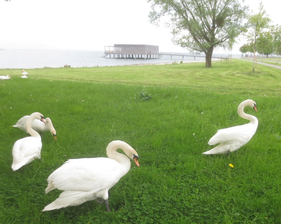 Schw__ne Seewiese 2013 _32__jpg-1371207744