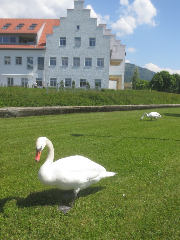 Schw__ne Seewiese 2013 _8__jpg-1371207638