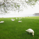 Schw__ne Seewiese 2013 _30__jpg-1371207736