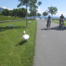 Schw__ne Seewiese 2013 _7__jpg-1371207633