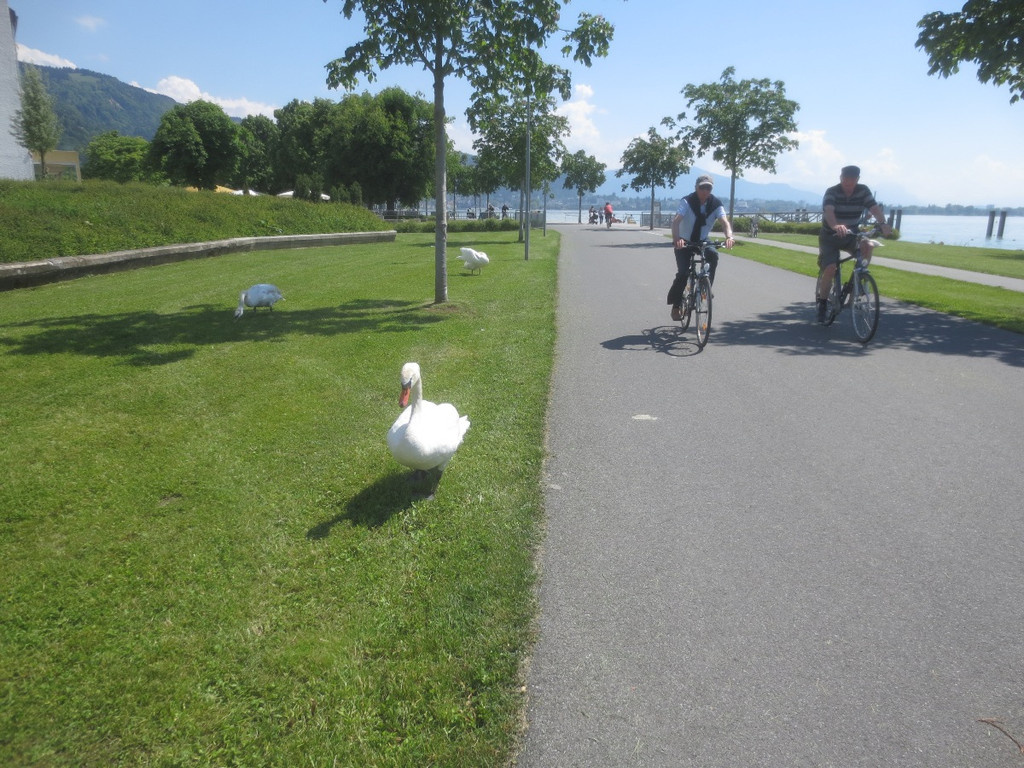 Schw__ne Seewiese 2013 _7__jpg-1371207633