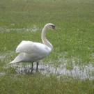 Schw__ne Seewiese 2013 _3__jpg-1371207612