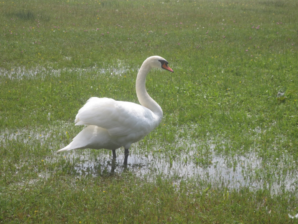 Schw__ne Seewiese 2013 _3__jpg-1371207612
