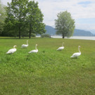 Schw__ne Seewiese 2013 _4__jpg-1371207617