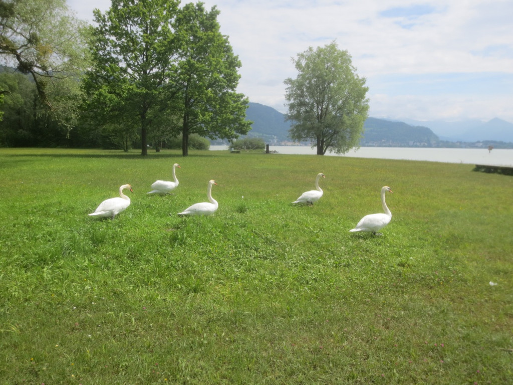 Schw__ne Seewiese 2013 _4__jpg-1371207617