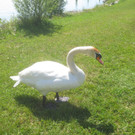 Schw__ne Seewiese 2013 _9__jpg-1371207645