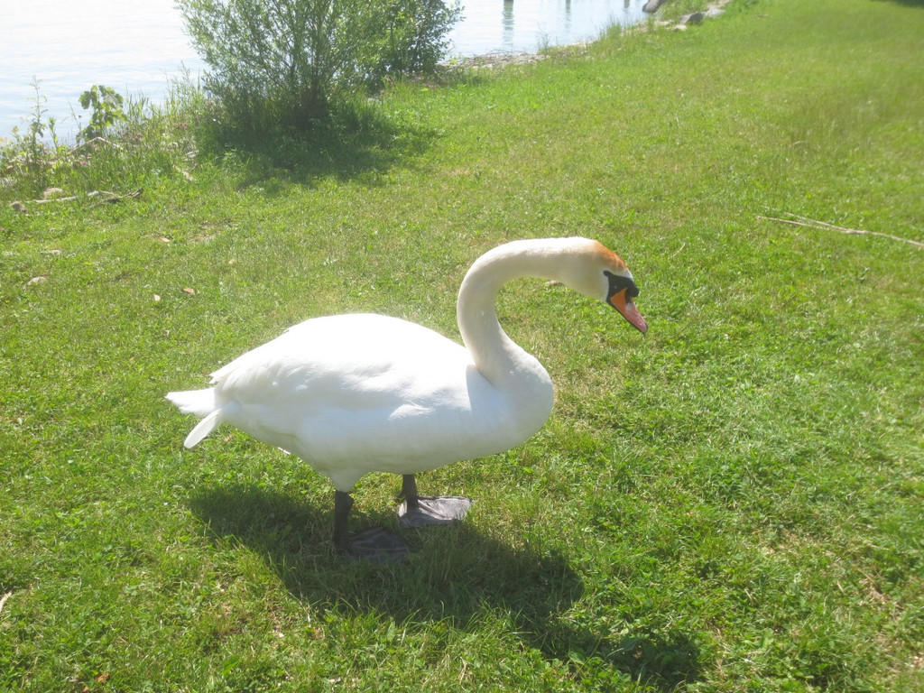 Schw__ne Seewiese 2013 _9__jpg-1371207645
