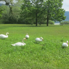 Schw__ne Seewiese 2013 _5__jpg-1371207623